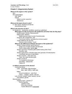Anatomy & Physiology: Integumentary System Lecture Outline