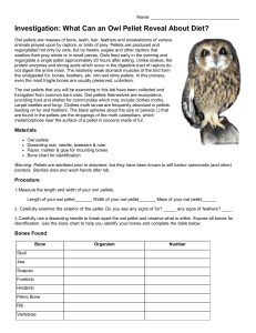 Owl Pellet Dissection: Diet & Ecosystem Analysis