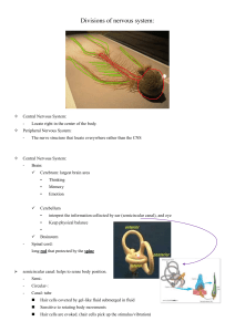 Divisions of Nervous System: Brain, Cerebellum, Ear & Balance