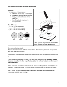 Microscope & Onion Cell Plasmolysis Lab: Cell Size & Structure