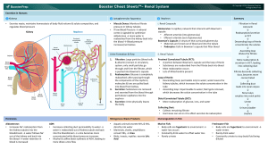 Human Renal System: Kidneys, Nephron, Urine Formation & Hormones