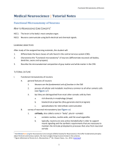 Functional Microanatomy of Neurons: Tutorial Notes