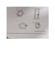 Plant Cell Identification: Guard Cell Question (Biology)