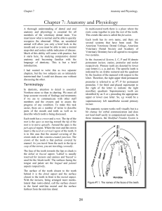 Veterinary Dental Anatomy & Physiology: Tooth Structure & Terminology