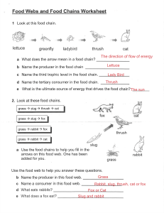 Food Webs and Food Chains Worksheet