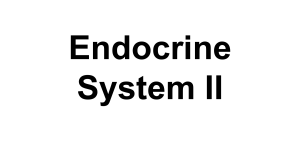 Endocrine System II: Adrenal Glands, Pancreas, and Reproductive Hormones