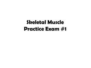 Skeletal Muscle Practice Exam #1