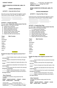 Human Digestive System Activities & Worksheets for Students