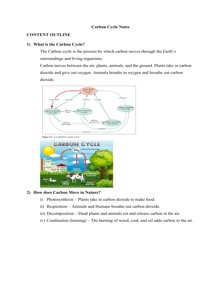 Carbon Cycle Notes: Definition, Movement, Importance & Human Impact
