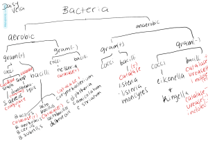 Bacteria Classification Chart: Aerobic & Anaerobic Gram Stains