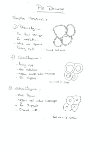 Plant Tissues: Parenchyma, Collenchyma, Sclerenchyma Drawings