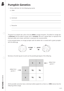 Pumpkin Genetics Worksheet: Alleles, Dominant, Recessive & Punnett Squares