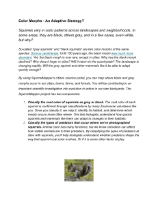 Squirrel Color Morphs: An Adaptive Strategy & Citizen Science Activity