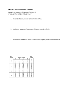 DNA Transcription & Translation Exercise