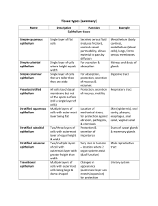 Tissue Types Summary: Epithelium, Connective, Muscle, Nervous