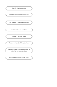 Cell Organelles and Functions Worksheet
