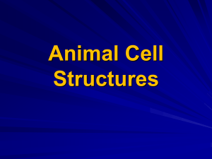 Animal Cell Structures: Cytoskeleton, Centrioles, and More