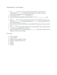 Renal System Worksheet: Fill in the Blanks