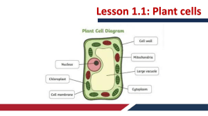 Plant and Animal Cells: Structure, Similarities, and Differences