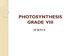 Photosynthesis Grade 8 Science: Process, Factors & Leaf Structure
