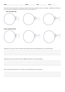 Plant vs. Animal Cell Worksheet: Microscopy & Observation