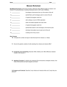 Meiosis Worksheet: Stages, Processes, and Mitosis Comparison