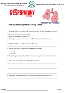 Respiratory System Activity Sheet | Biology Worksheet for Students