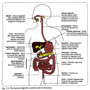 Human Digestive System Diagram & Functions