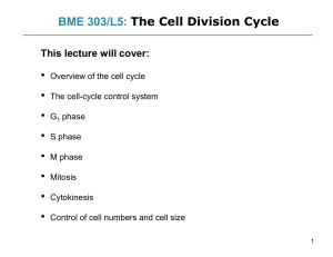 BME 303/L5: The Cell Division Cycle - Phases, Control & Mitosis
