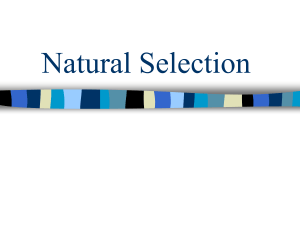Natural Selection: Darwin, Adaptations, Evolution & Genetic Drift