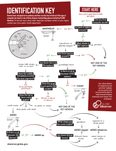 Mosquito Larvae Identification Key: Anopheles, Culex, Aedes Genera