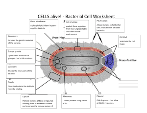 Bacterial Cell Structure Worksheet