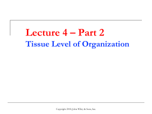 Connective Tissue: Structure, Location, & Function | Anatomy Lecture