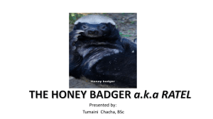 Honey Badger (Ratel) Biology: Characteristics, Habitat, Behavior