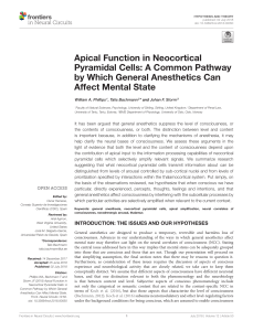 Apical Function in Pyramidal Cells: Anesthetics & Mental State