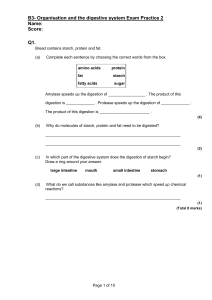 Digestive System Exam Practice: Enzymes, Digestion & Organs