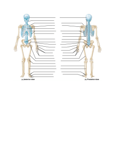 Human Skeleton Anatomy: Anterior & Posterior Views