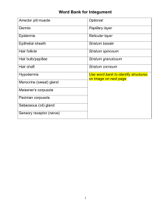 Integumentary System Worksheet: Anatomy & Physiology