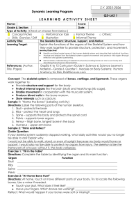 Skeletal System Functions: Structure, Support, Movement | Grade 6 Activity