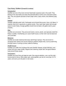 Goldfish (Carassius auratus) Case Study: Care, Habitat, Diet & Health