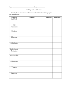 Cell Organelles Worksheet: Functions & Cell Types