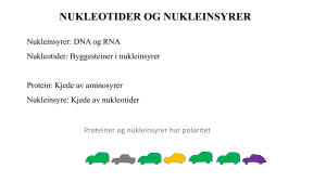 Nukleotider & Nukleinsyrer: DNA, RNA Struktur & Funktion