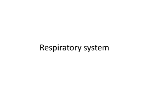 Respiratory System: Anatomy, Physiology, and Regulation Explained