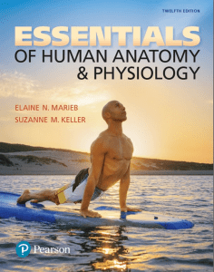 Essentials of Human Anatomy & Physiology 12th Ed. Textbook Preview