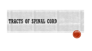 Spinal Cord Tracts: Ascending, Descending Pathways & Clinical Correlates
