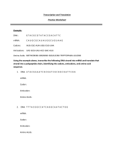DNA Transcription & Translation Practice Worksheet