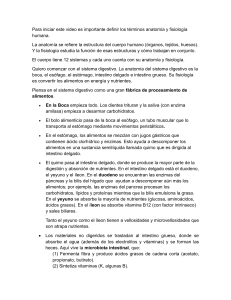 Anatom&iacute;a y Fisiolog&iacute;a Humana: El Sistema Digestivo