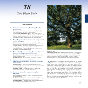 Plant Body Structure: Meristems, Tissues, Roots, Stems, Leaves