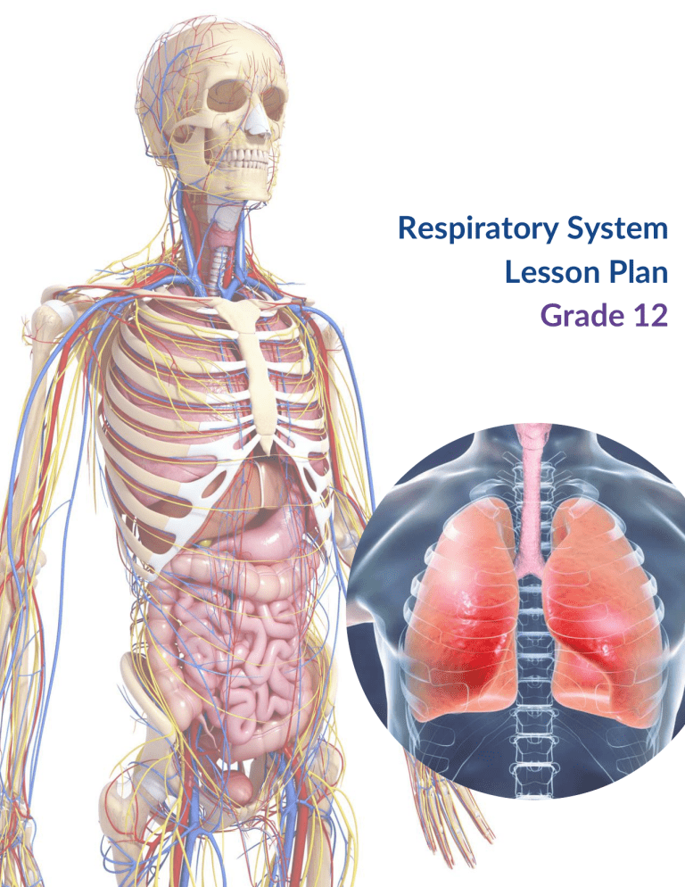 Respiratory System Lesson Plan Grade 12: Anatomy & Homeostasis