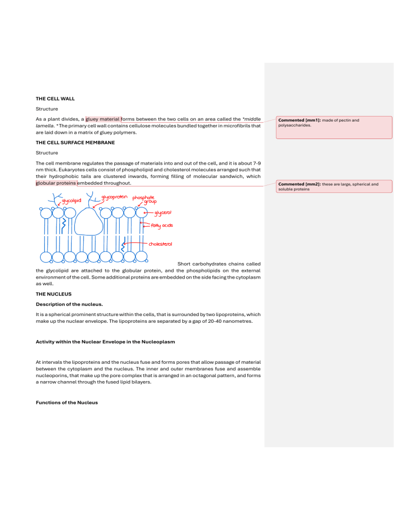 Eukaryotic Cell Organelles: Structure, Function & Processes